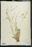 Carex conoidea image