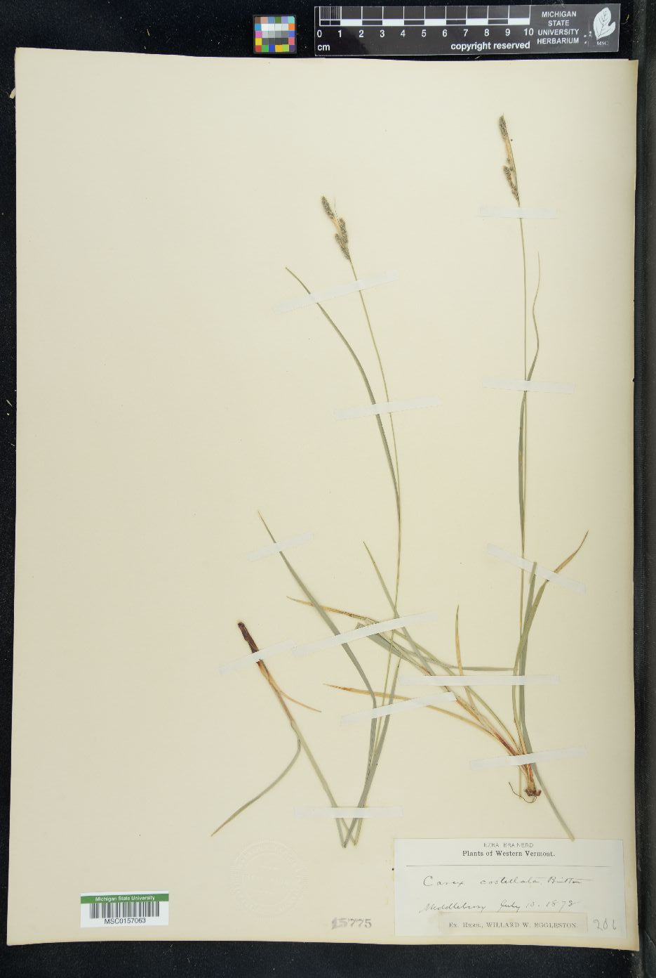 Carex costellata image