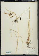 Carex cryptocarpa image