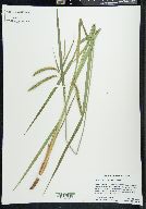 Carex crinita var. crinita image