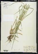 Carex crinita var. gynandra image