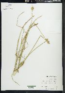 Carex cumulata image