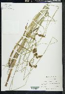Carex cusickii image