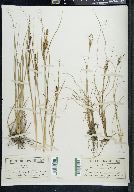 Carex decidua image