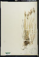 Carex decidua image