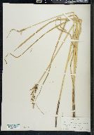 Carex decomposita image