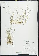 Carex disperma image