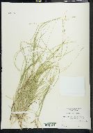 Carex disperma image