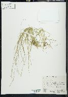 Carex disperma image