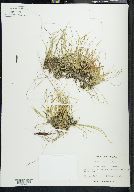 Carex disperma image