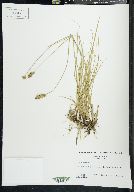 Carex douglasii image