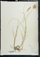 Carex douglasii image