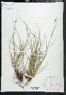 Carex edwardsiana image