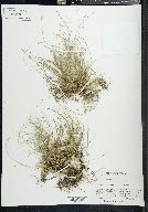 Carex eburnea image