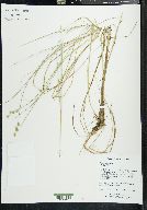 Carex echinata image