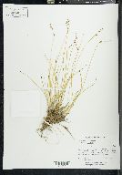 Carex echinata image