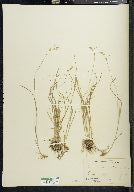 Carex echinata image