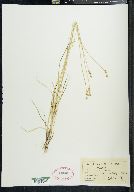 Carex echinata image