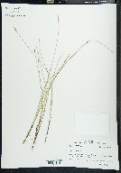 Carex exilis image