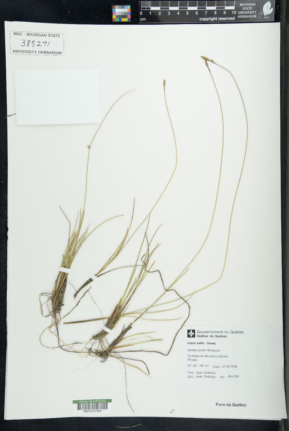 Carex exilis image