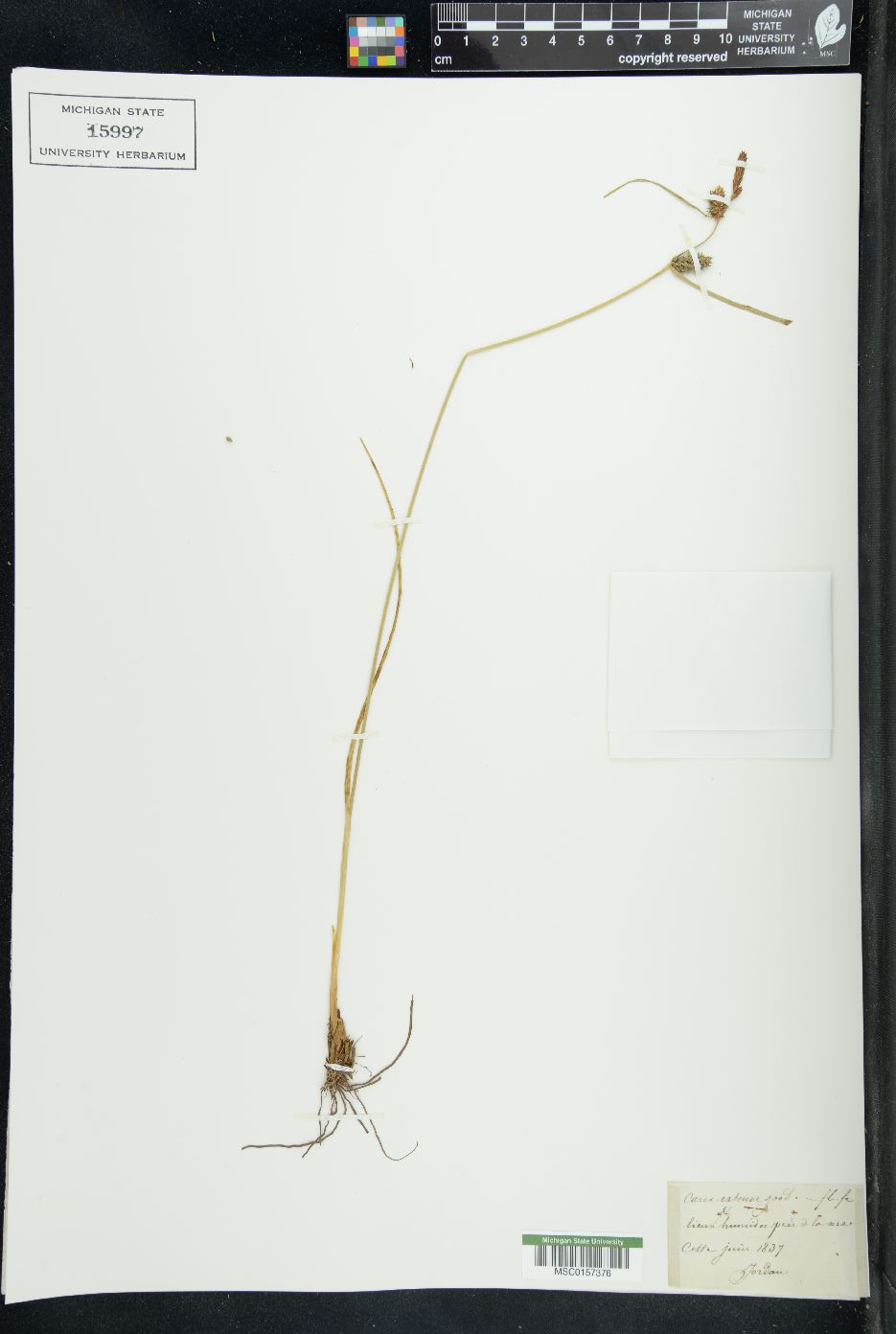 Carex extensa image