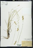 Carex festucacea image