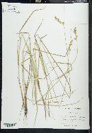 Carex festucacea image