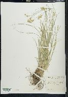 Carex festucacea image