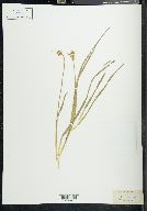 Carex festiva image