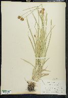 Carex festiva image