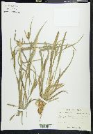 Carex flaccosperma image