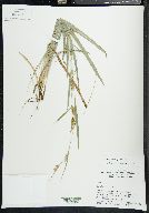 Carex flaccosperma image