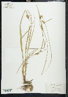 Carex filiformis var. latifolia image