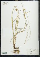 Carex filiformis image