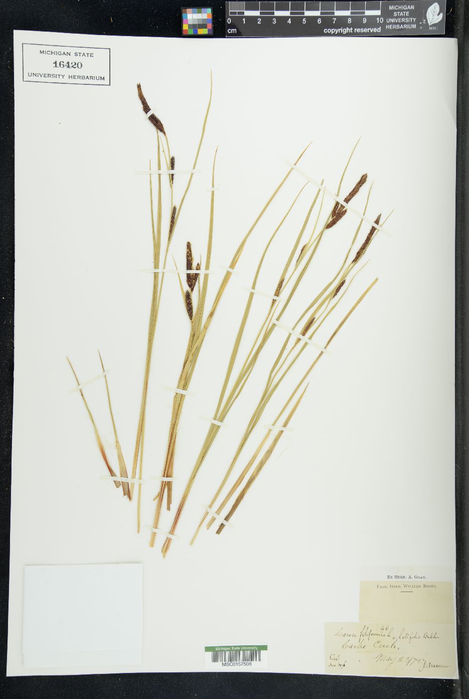 Carex filiformis var. latifolia image