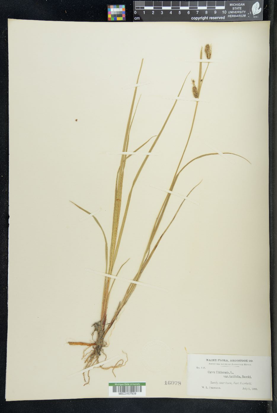 Carex filiformis var. latifolia image