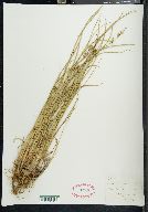 Carex filiformis image