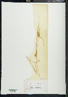 Carex flava var. lepidocarpa image