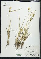 Carex flava image