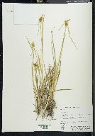 Carex flava image