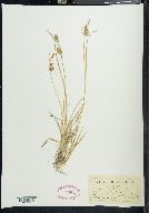 Carex flava image