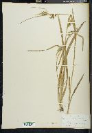 Carex folliculata image