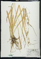 Carex folliculata image