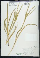 Carex folliculata image