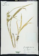 Carex folliculata image