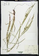 Carex folliculata image