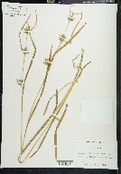 Carex folliculata image