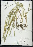 Carex aureolensis image