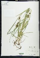 Carex aureolensis image