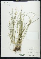 Carex geyeri image